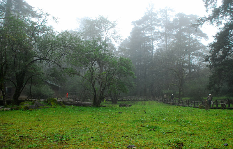 幽静的树林