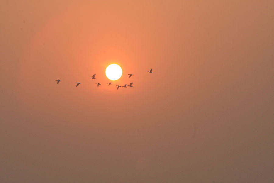 [原创]  一行大雁排空上     便有诗情到碧霄