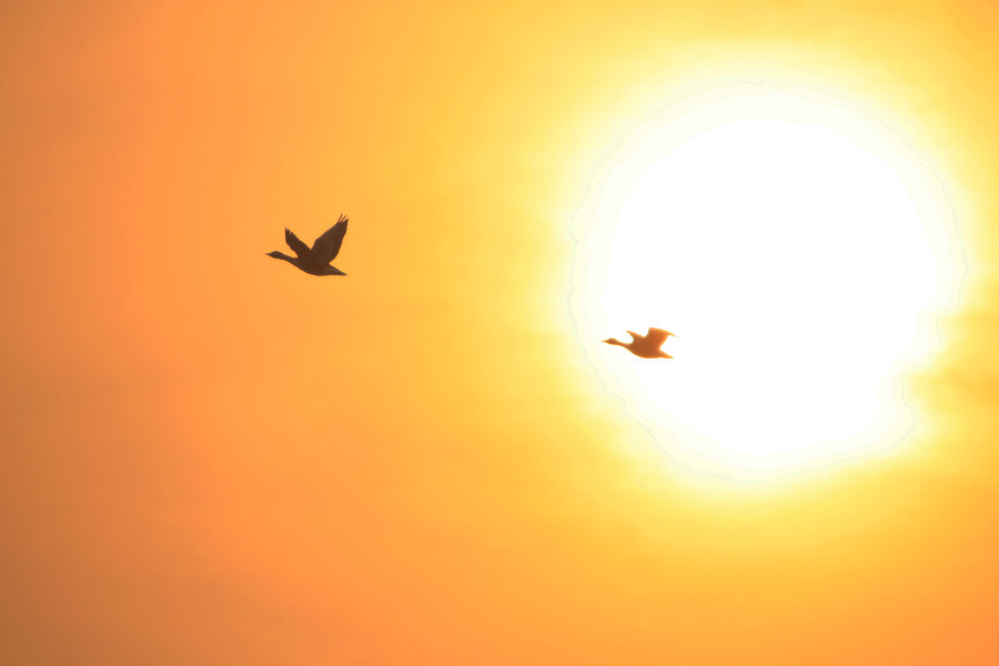 [原创]  一行大雁排空上     便有诗情到碧霄