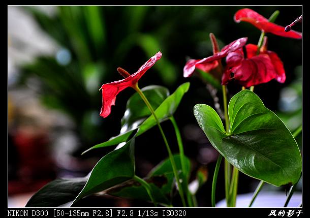 拍花花啦~
