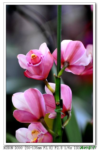 拍花花啦~