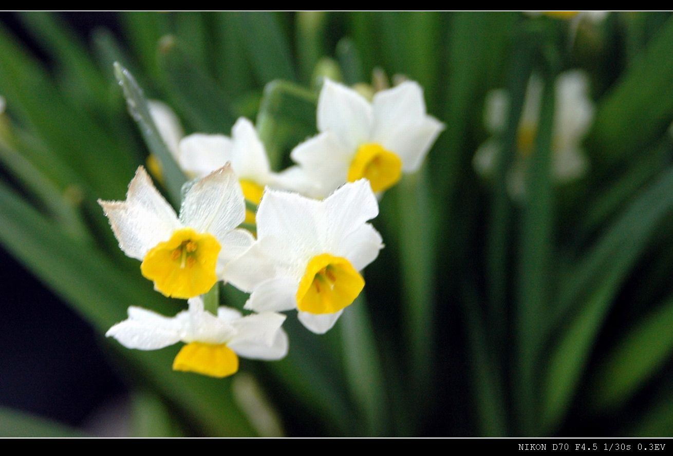 水仙花