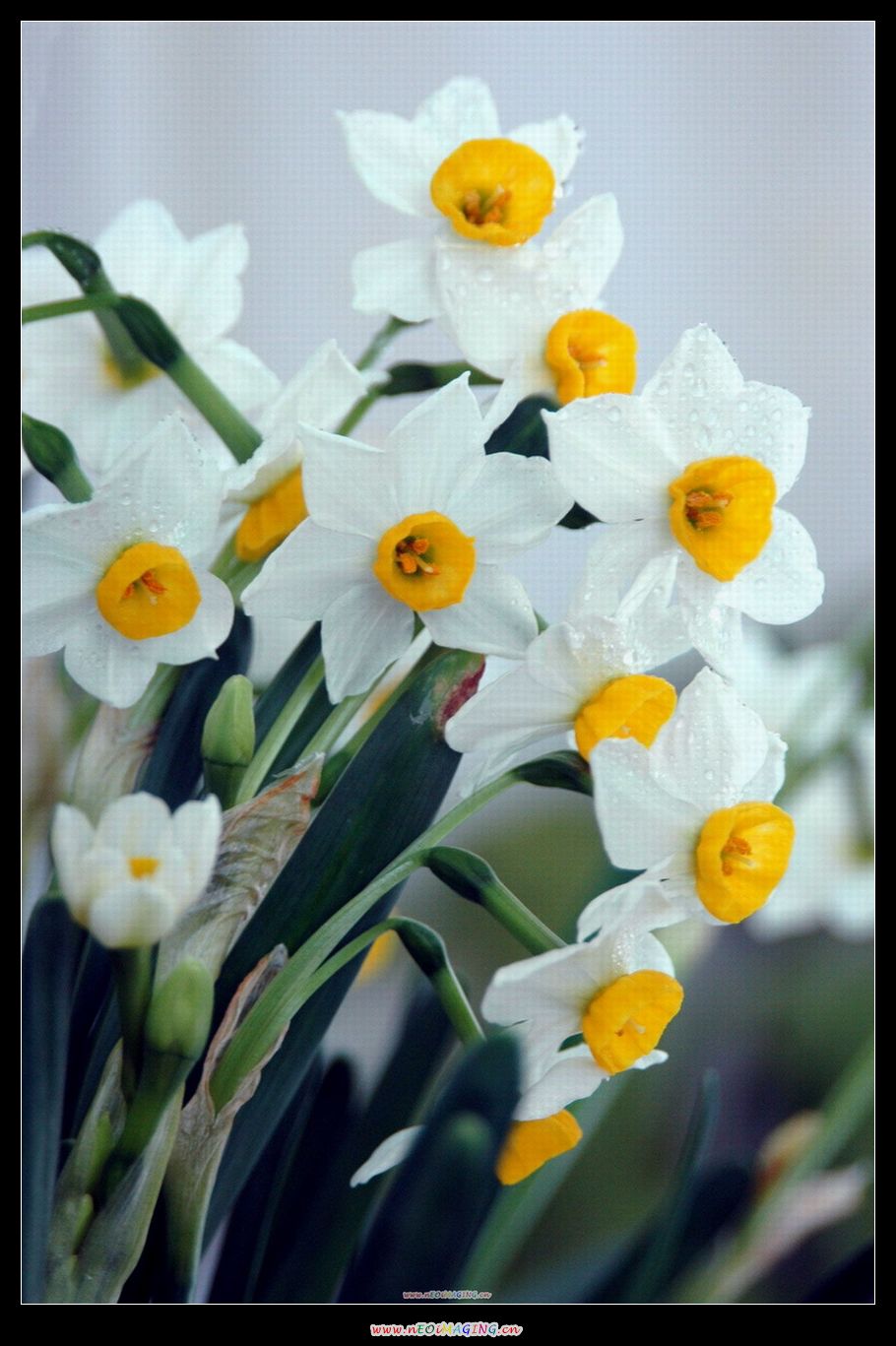 水仙花