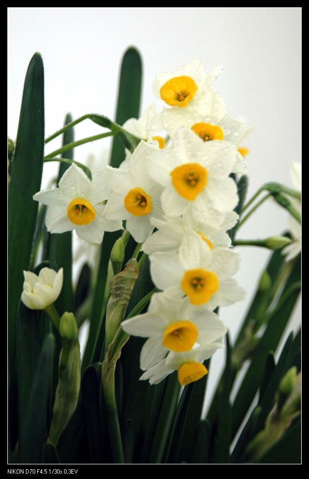 水仙花