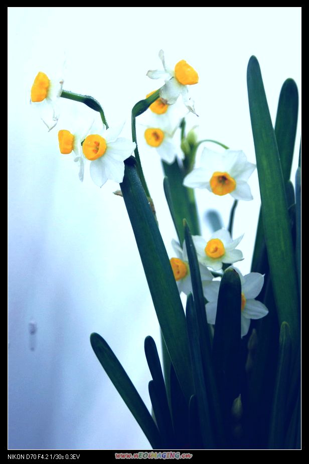 水仙花