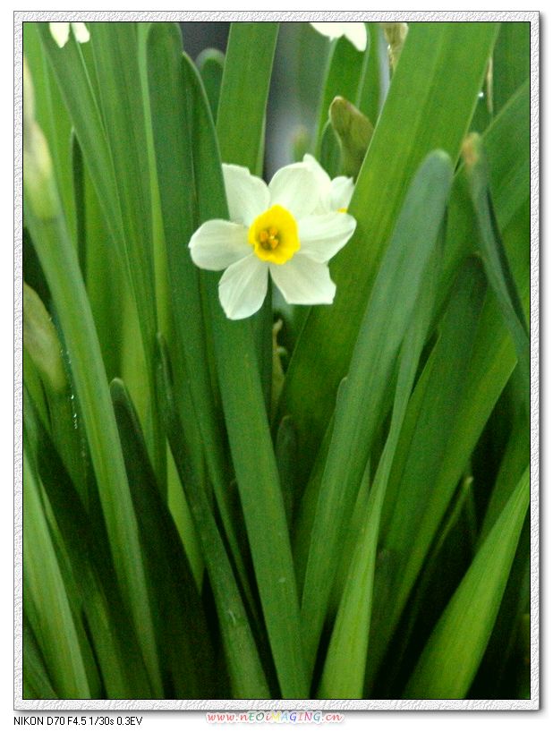 水仙花
