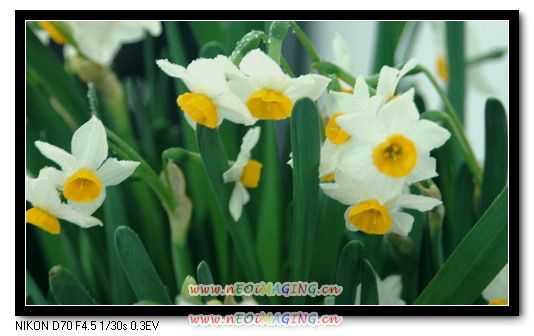 水仙花