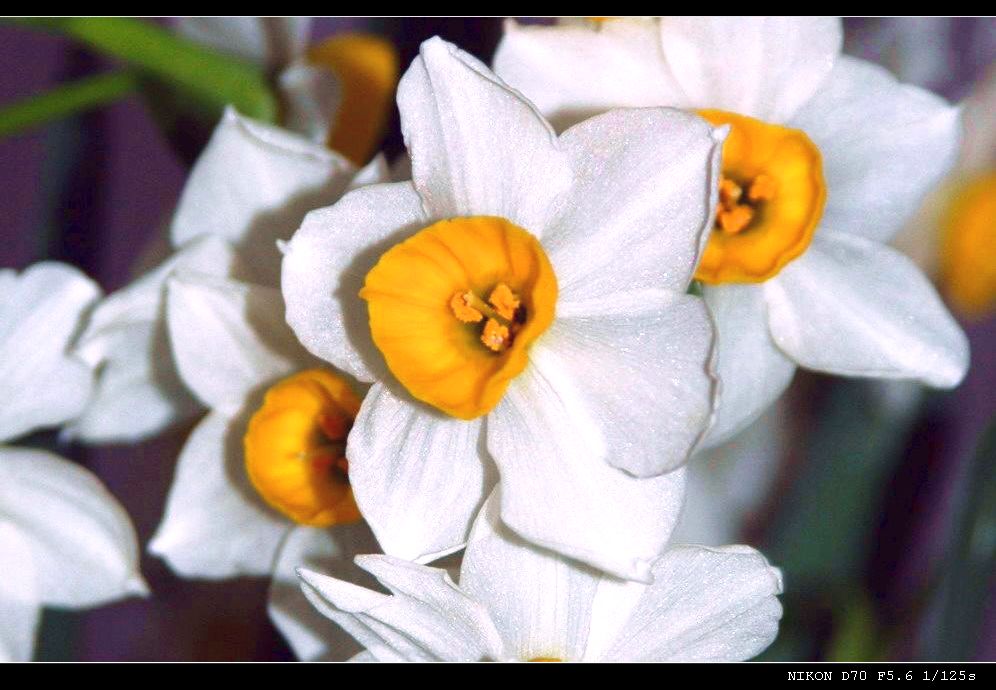 水仙花