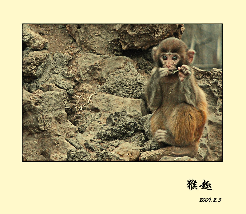 几张动物的片子