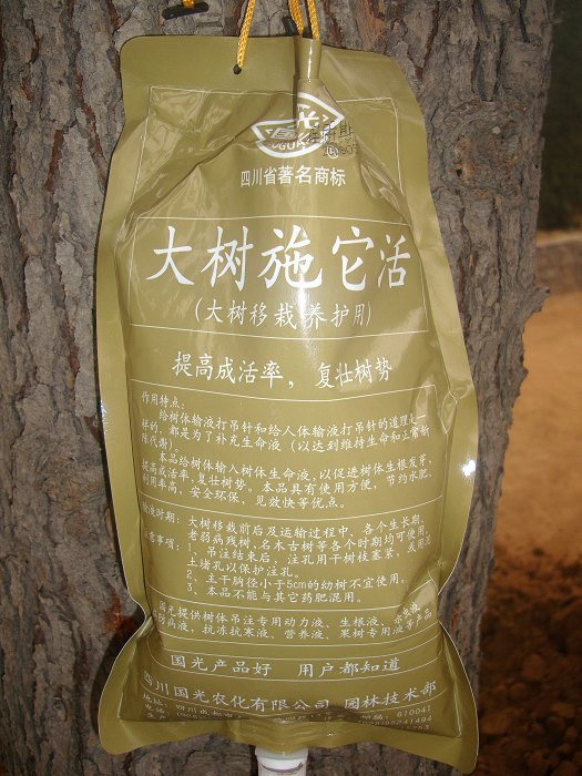 树也打吊针,见过没?