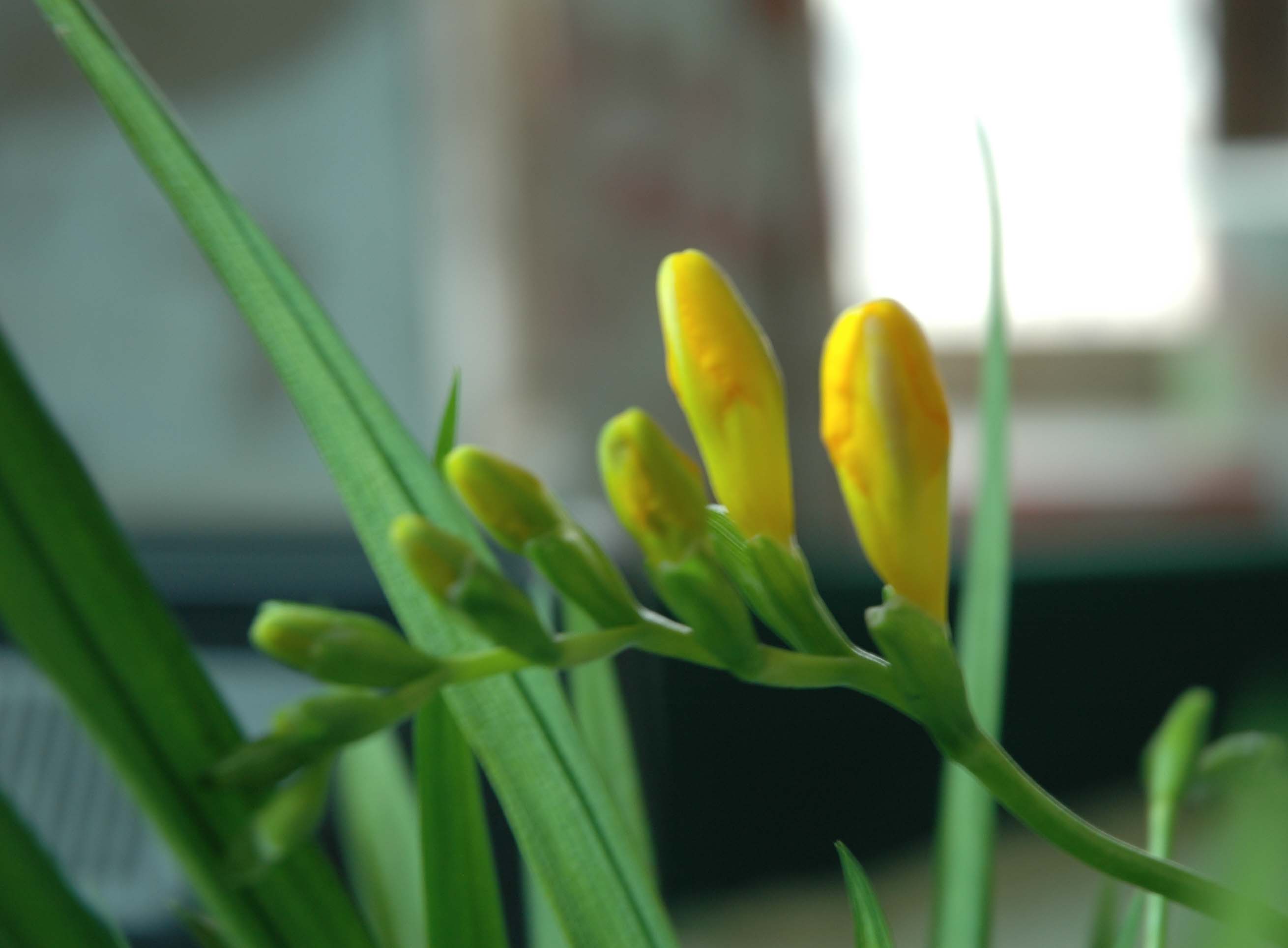 办公室的花