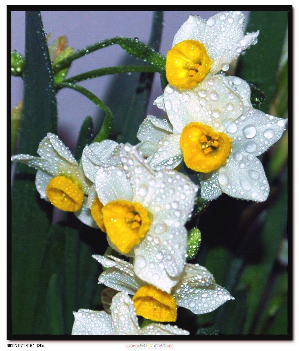 水仙花