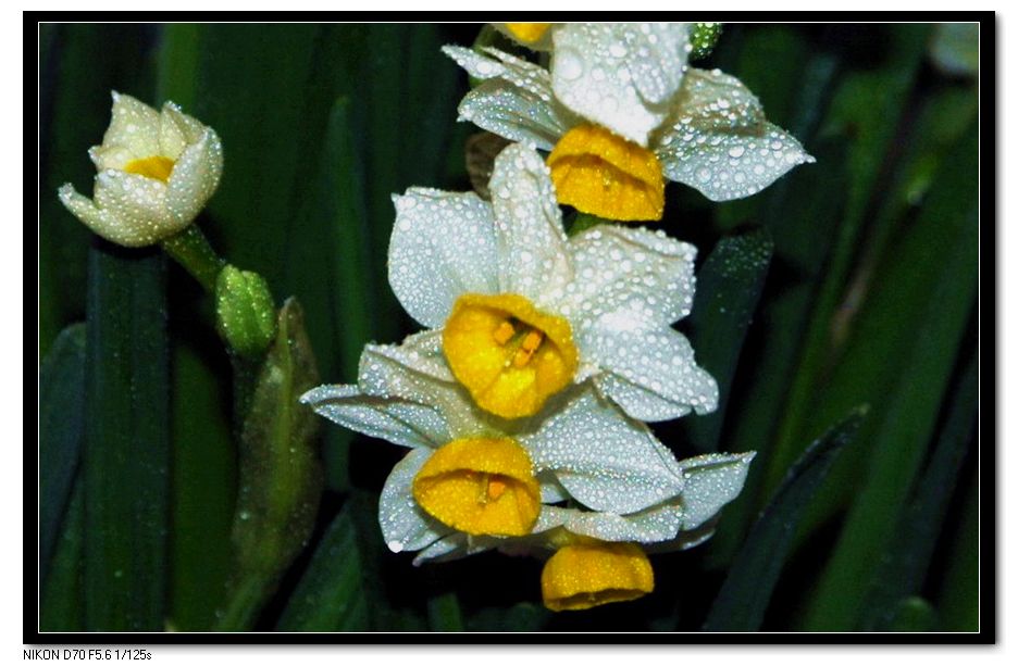水仙花