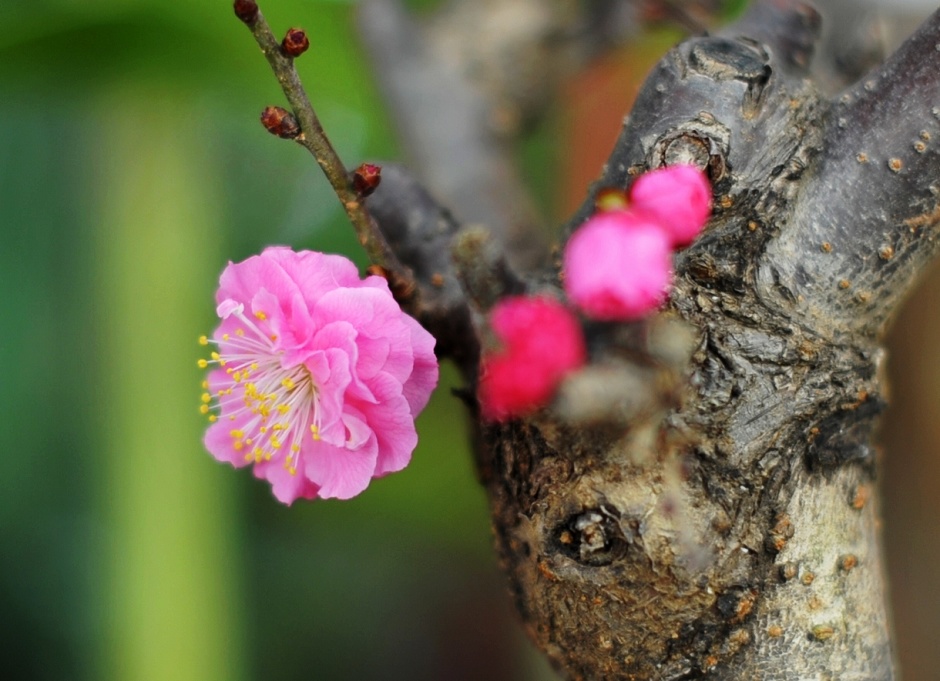 红梅花儿开