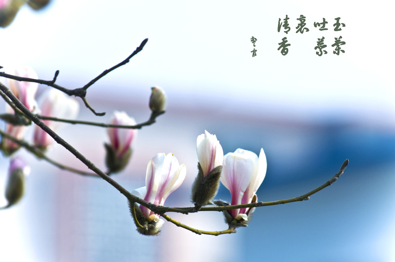 玉兰报春