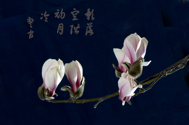 玉兰报春