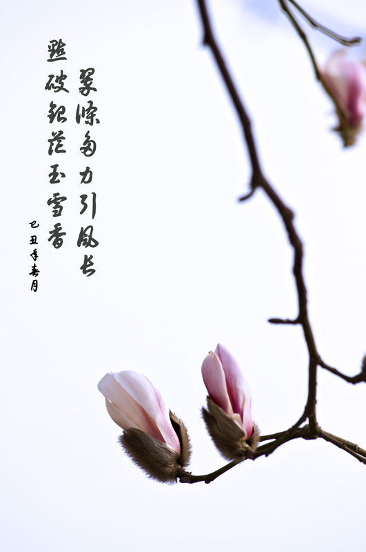 玉兰报春