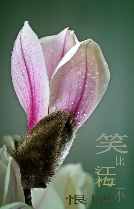 玉兰报春