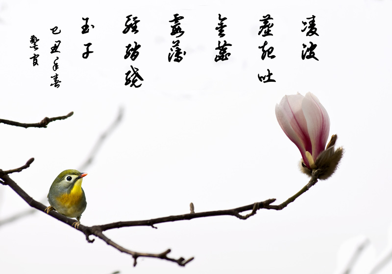 玉兰报春
