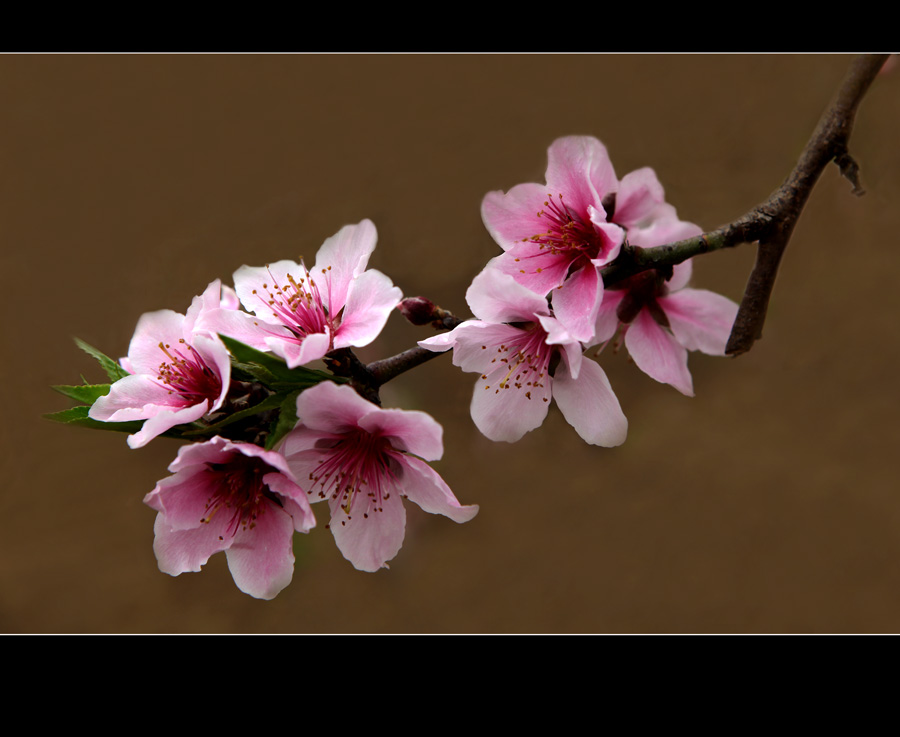 桃花开了