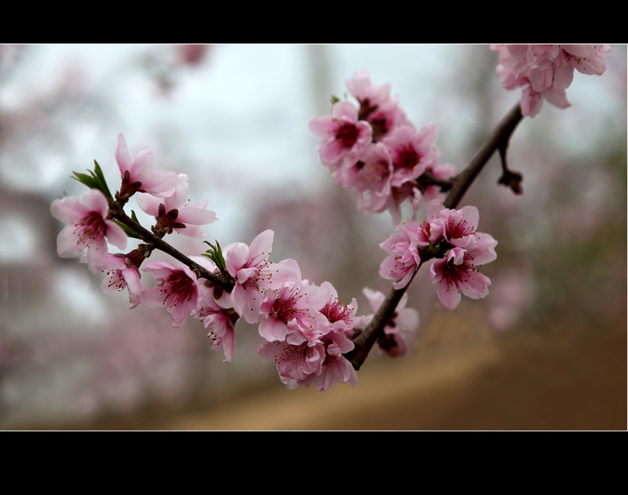 桃花开了