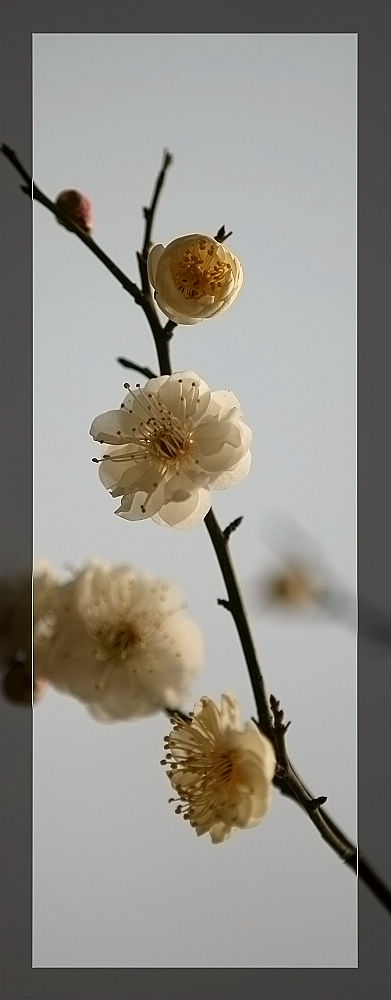 冰清玉洁的精灵