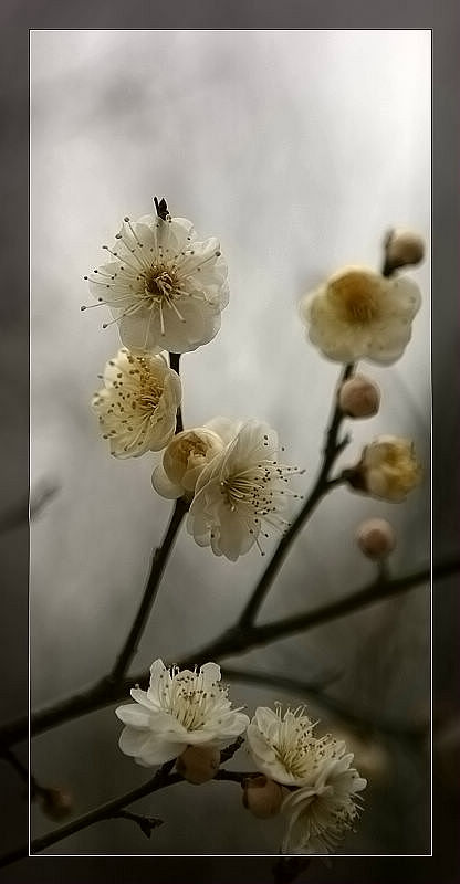 冰清玉洁的精灵