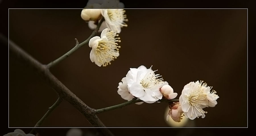 冰清玉洁的精灵