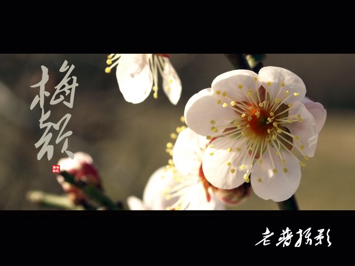 昨天采到的三朵花，晒一晒，要不然捂蔫儿啦~