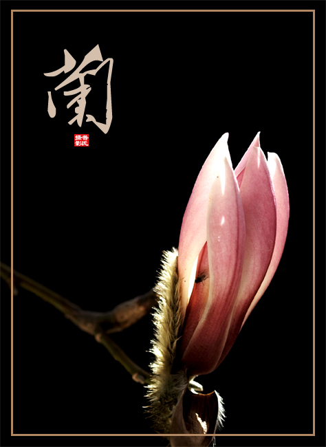 昨天采到的三朵花，晒一晒，要不然捂蔫儿啦~