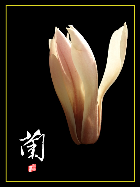 昨天采到的三朵花，晒一晒，要不然捂蔫儿啦~