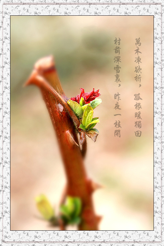 春之声
