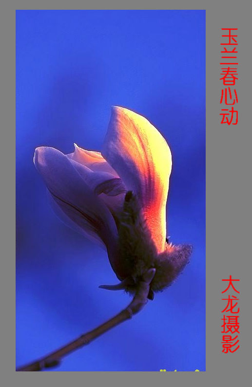 春到石油城