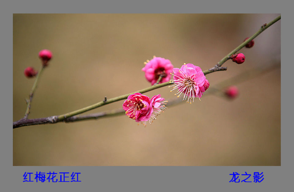 春到石油城
