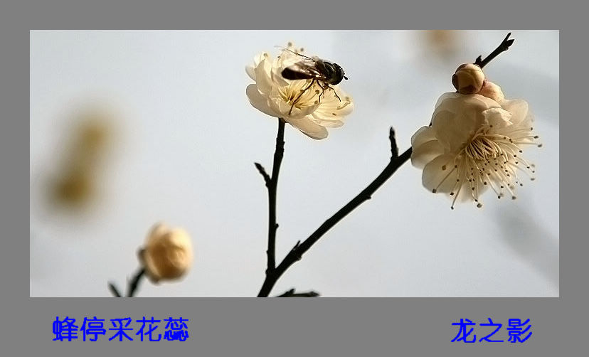 春到石油城