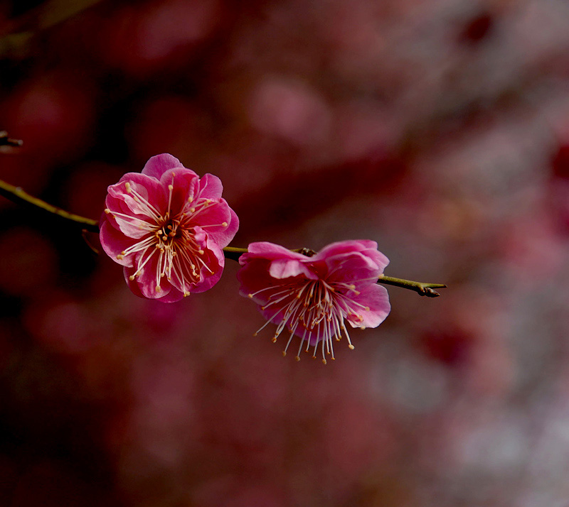 一树梅花一树春