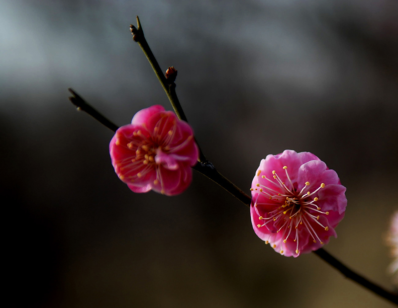 一树梅花一树春