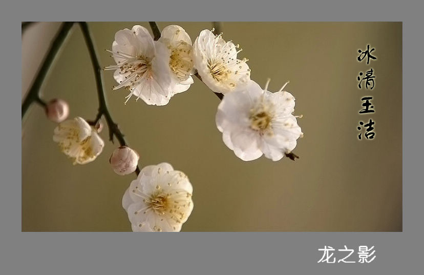 春到石油城