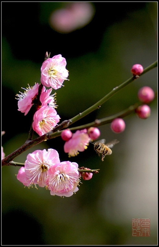 花吐香,蜂抱蕊!