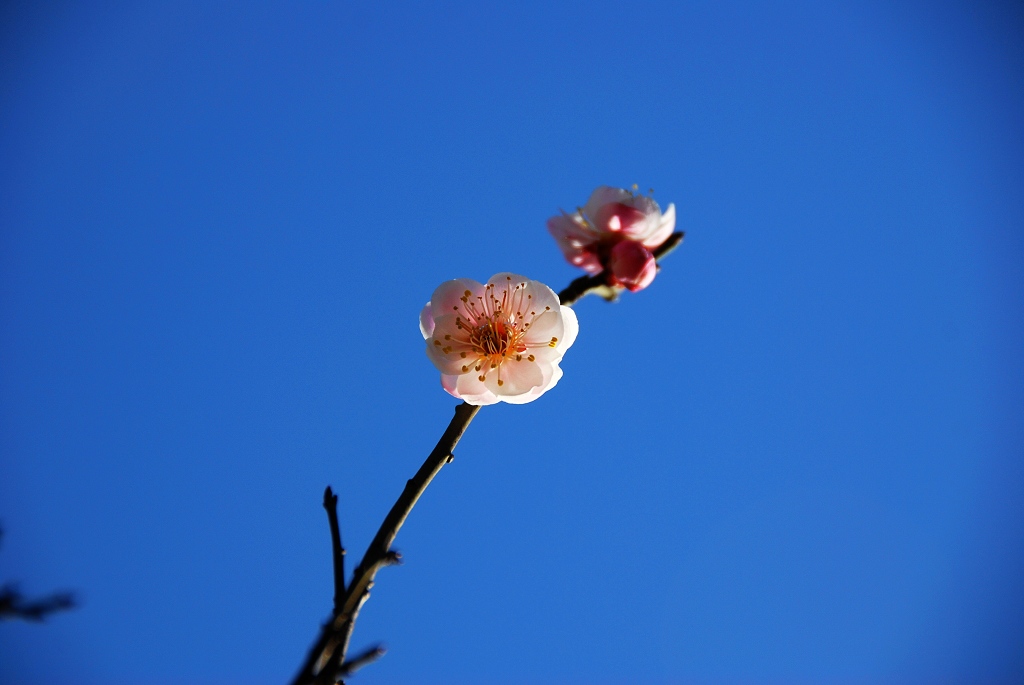 俏春