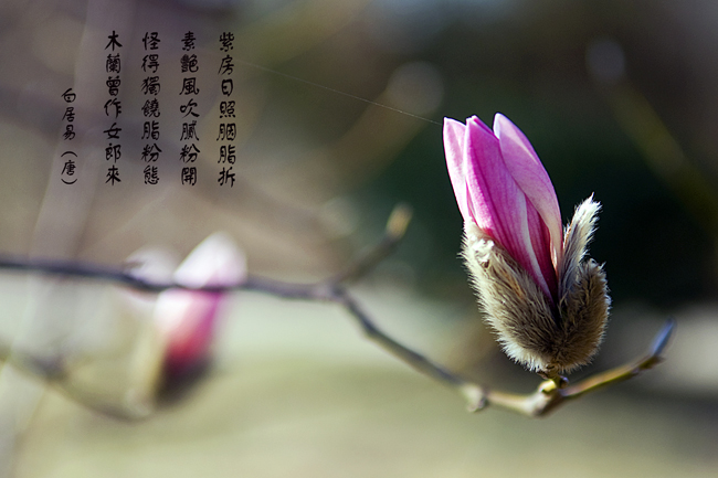 春天……花儿会开