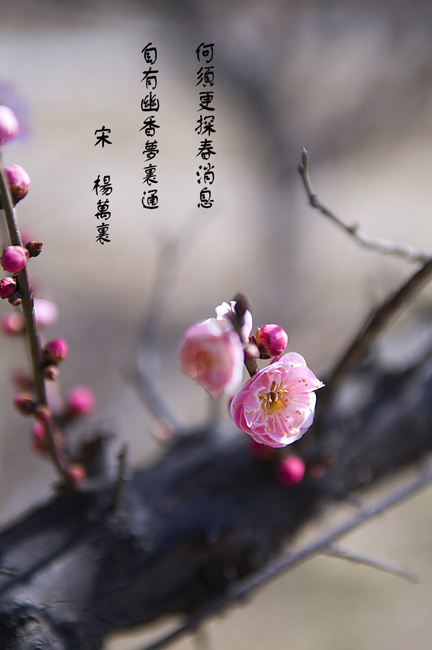春天……花儿会开
