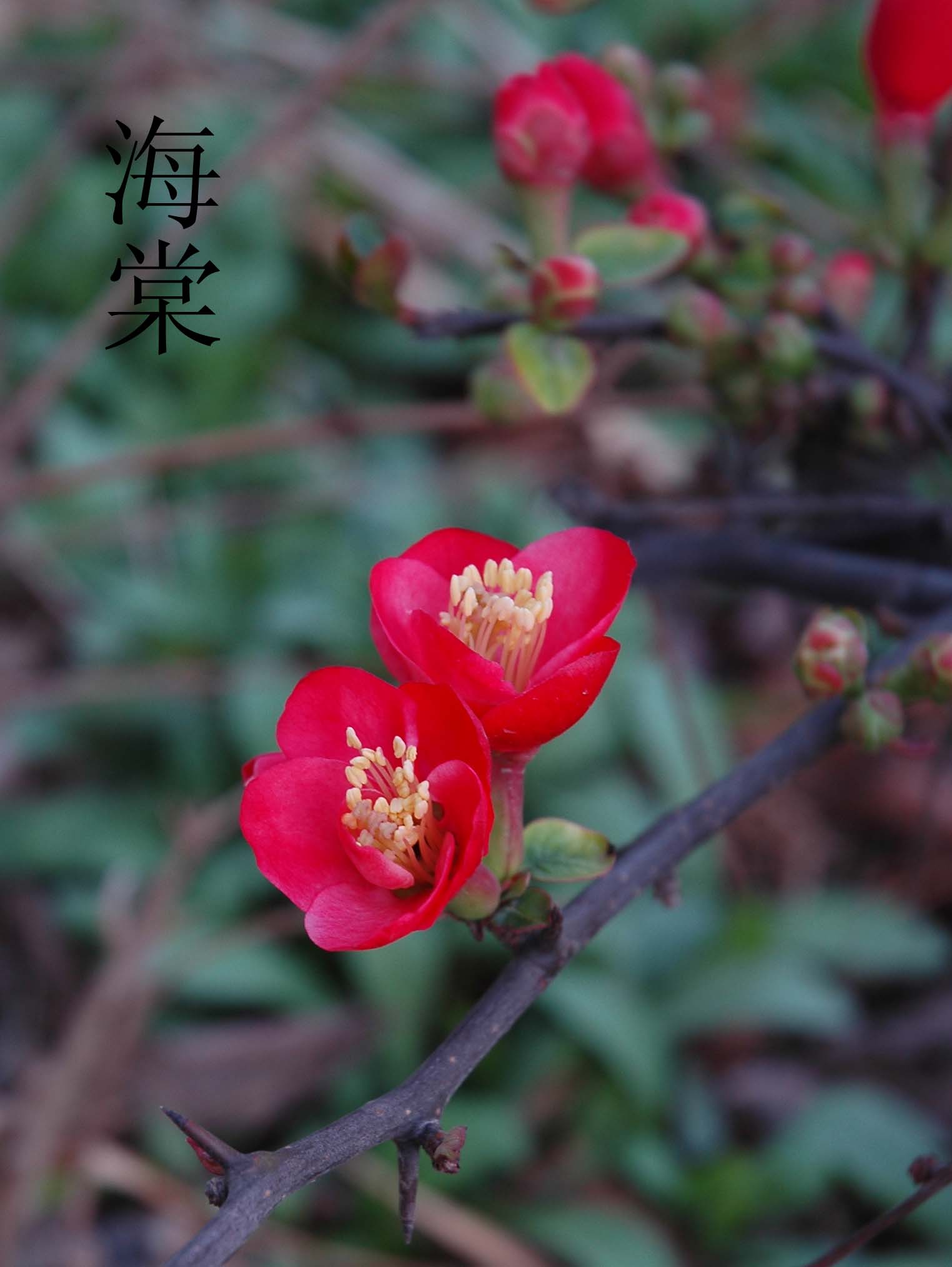 自家的白玉兰