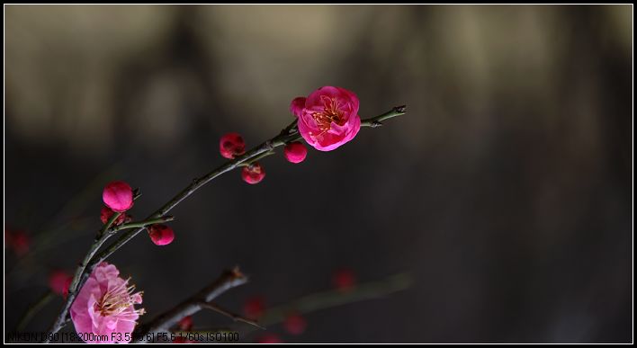 梅花韵