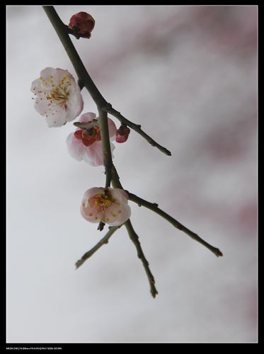 梅花韵