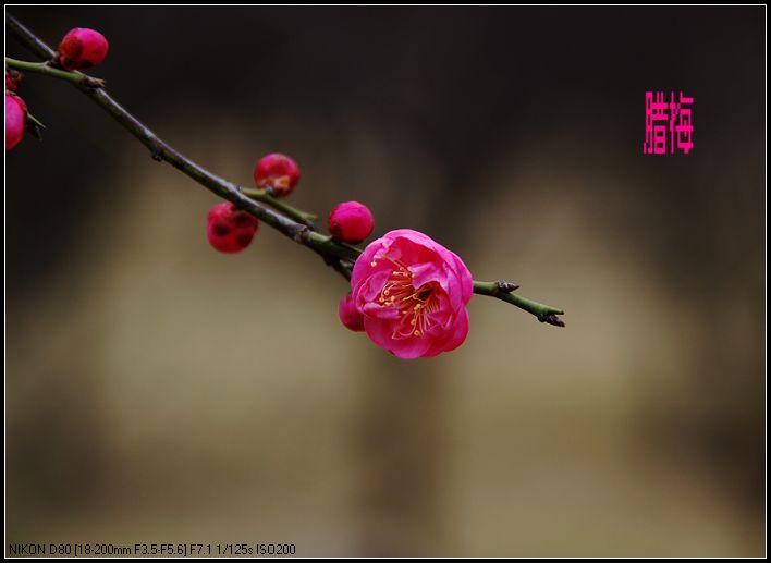 梅花韵
