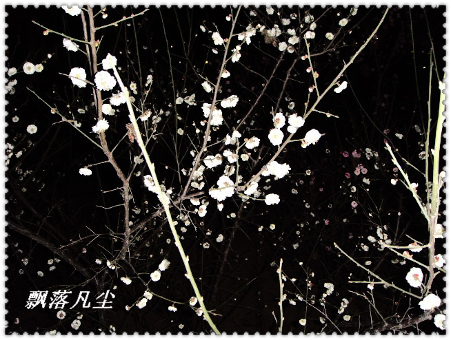 落入凡间的精灵