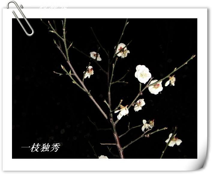 落入凡间的精灵