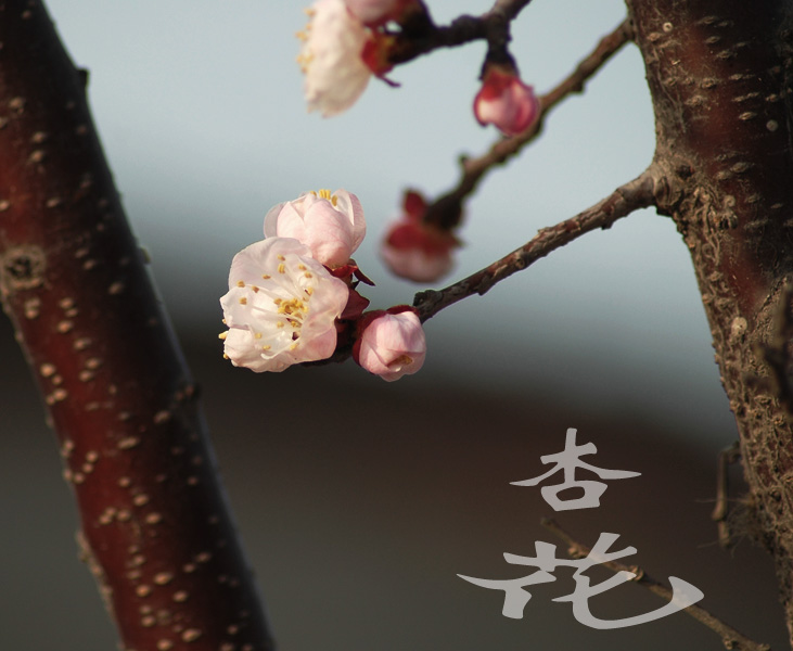 杏花开了