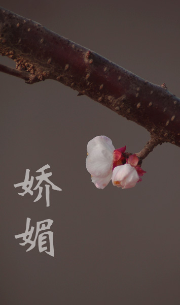 杏花开了